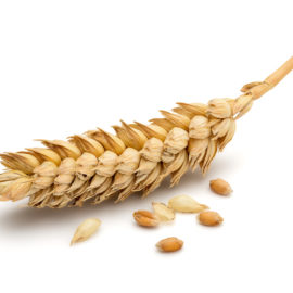 Why hydrolyzed wheat protein is an organic hair care hero