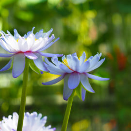 Blue lotus extract: Balancing the body and mind