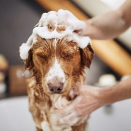 Os mais novos tipos de couro cabeludo: a revolução cosmética no cuidado com animais de estimação