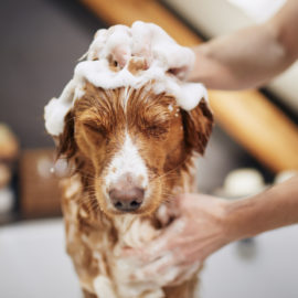 Dog taking bath at home”n