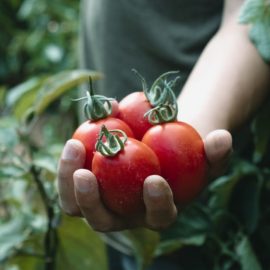 benefícios do tomate para a pele