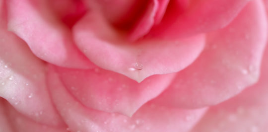 rose petal benefits for skin