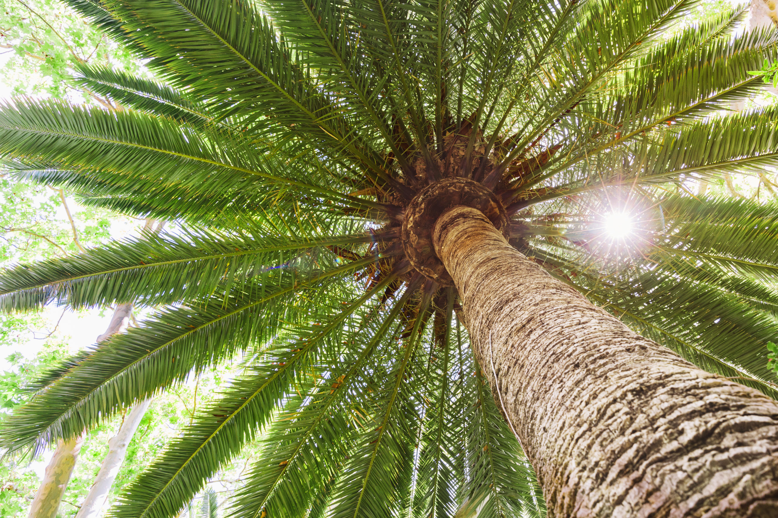 Palpalma Certificación RSPO: aceite de palma sostenible en los cosméticos