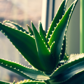 Aloe vera for sensitive skin: The botanical defense supporting photoprotection Aloe vera for sensitive skin: The botanical defense supporting photoprotection