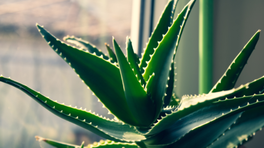 Aloe vera for sensitive skin: The botanical defense supporting photoprotection